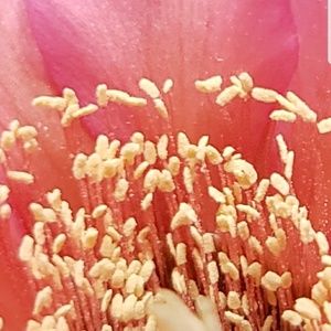 Meet your Posher, Tafford